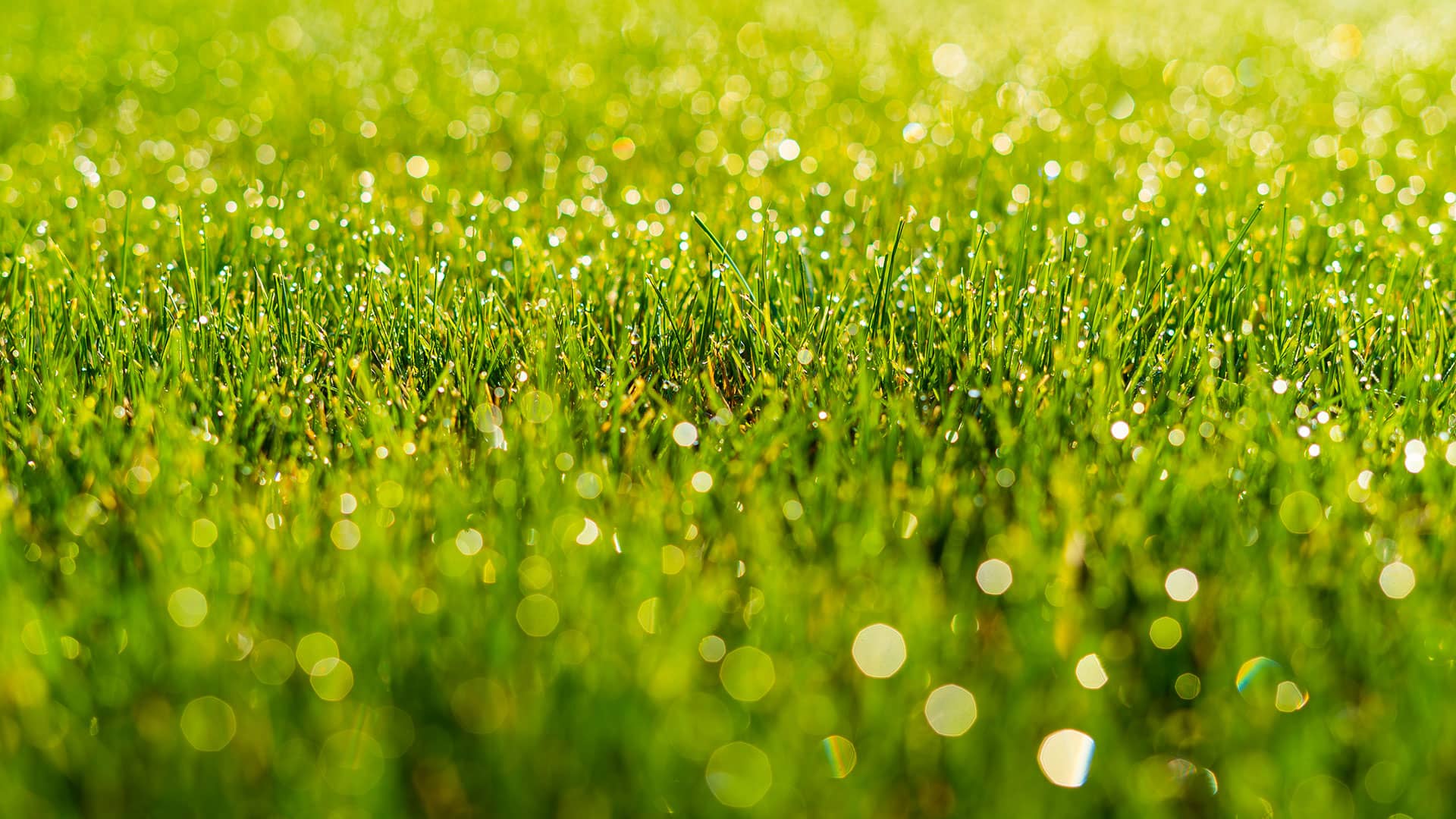 Elite Outdoor Services, LLC Banner