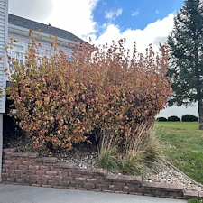 Shrub trimming